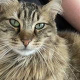 Entry image for Ziggy