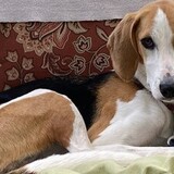 Entry image for Elvie