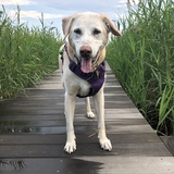 Entry image for Scout