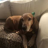 Entry image for Homer