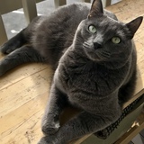 Entry image for Lucy