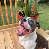 Entry image for Pluto