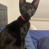 Entry image for Salem