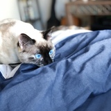 Entry image for Kona