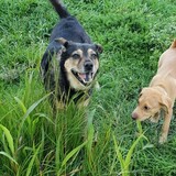 Entry image for Zosia