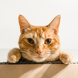 Entry image for Oliver