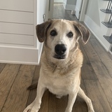 Entry image for Camden