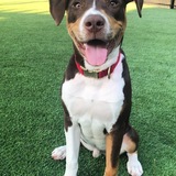 Entry image for Kirby