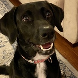 Entry image for Daisy Mae