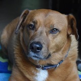 Entry image for Chauncey