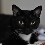 Entry image for Artemis