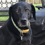 Entry image for Ruby