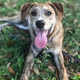 Entry image for Rhett