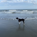 Entry image for Brody