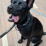 Entry image for Dallas