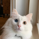 Entry image for Mykie Zomkitae