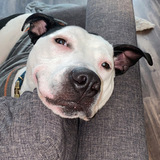 Entry image for Cooper