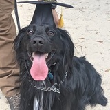 Entry image for Mr Sullivan 