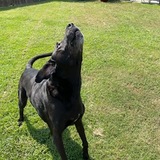 Entry image for Jager