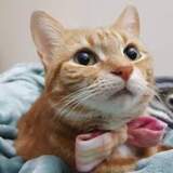 Entry image for Tigra