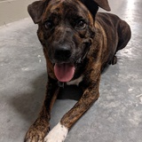 Entry image for Hector