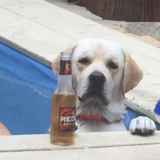 Entry image for Oliver