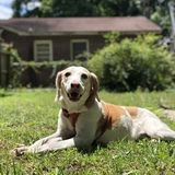 Entry image for Clementine