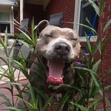 Entry image for Sissy