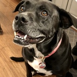 Entry image for Newton