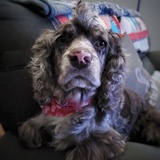 Entry image for Piper