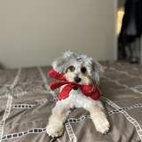 Entry image for Molly