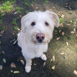 Entry image for Dash