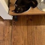 Entry image for Scottie Pippin