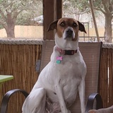 Entry image for Rosie