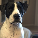 Entry image for Tito