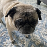 Entry image for Daisy