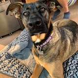 Entry image for Brieux Carre 