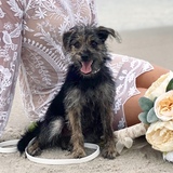 Entry image for Leto