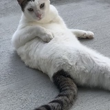 Entry image for Nick (Nico Suave)