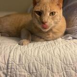 Entry image for Bear