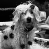 Entry image for sailor