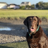 Entry image for Dexter