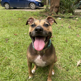 Entry image for Turtle