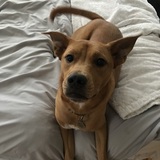 Entry image for Milo