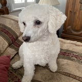 Entry image for Lexi