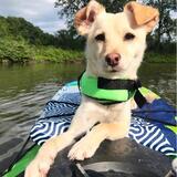 Entry image for Buttercup