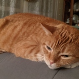 Entry image for Scotchy