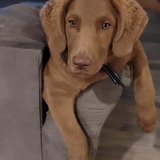 Entry image for Louie