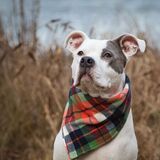 Entry image for Bowser