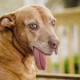 Entry image for Fergalicious